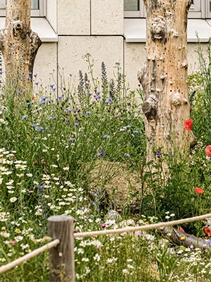 Vergrößerungsansichten für Bild: Baumstämme für Wildbienen