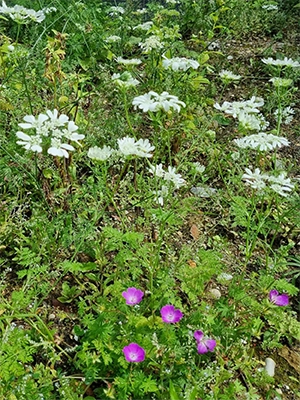 Vergrößerungsansichten für Bild: Halbschattiger Saum