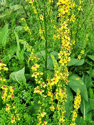 Vergrößerungsansichten für Bild: Königskerze