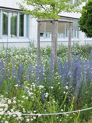 Vergrößerungsansichten für Bild: Magerwiese