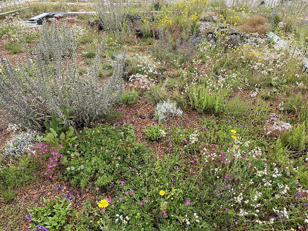 Dachbegrünung StMAS
